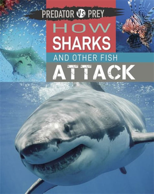 Predator vs Prey: How Sharks and other Fish Attack! - Tim Harris